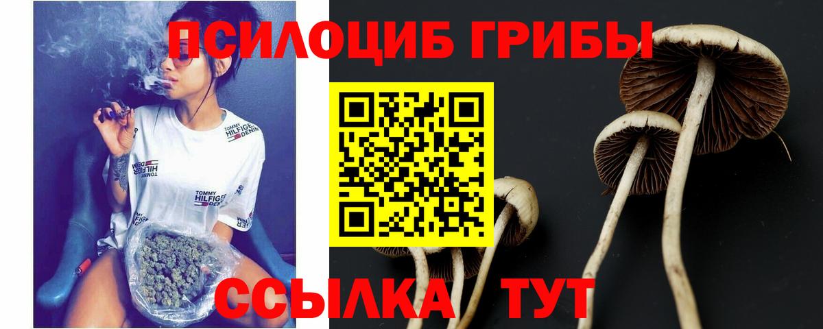 Галлюциногенные грибы Psilocybine cubensis Алапаевск